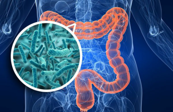 Qué es la microbiota y cómo alimentar tu flora intestinal